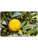 Citrus sinensis 'Foliis Variegatis' - Buntlaubige Orange | Buntblättriger Orangenbaum