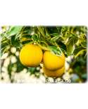 Citrus sinensis 'Foliis Variegatis' - Variegated Orange