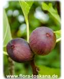 Ficus carica 'Turca' - Feige (Pflanze) | Echte Feige | Feigenbaum | Fruchtfeige