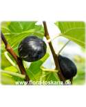 Ficus carica 'Turca' - Fig Tree