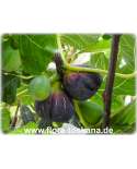 Ficus carica 'Turca' - Feige (Pflanze) | Echte Feige | Feigenbaum | Fruchtfeige