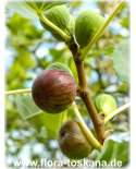 Ficus carica 'Brogiotto Nero' - Fig Tree