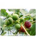 Ficus carica 'Brogiotto Nero' - Feige (Pflanze) | Echte Feige | Feigenbaum | Fruchtfeige