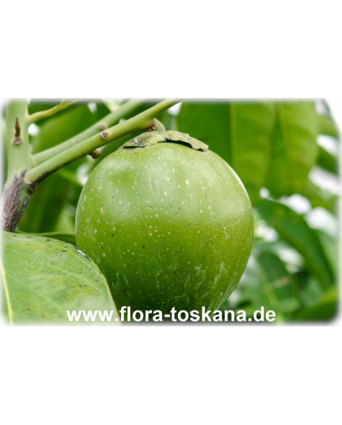 Diospyros digyna - Schwarze Sapote (Pflanze)