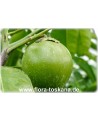 Diospyros digyna - Schwarze Sapote (Pflanze)