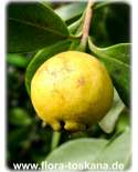 Psidium littorale - Cattley Guava