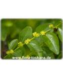 Ziziphus jujuba - Chinesische Dattel | Jujube (Pflanze) | Rote Dattel | Azufaifa