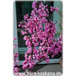 Cercis canadensis - Kanadischer Judasbaum XXL