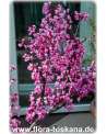 Cercis canadensis - Kanadischer Judasbaum XXL