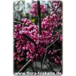 Cercis canadensis - Kanadischer Judasbaum XXL