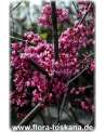 Cercis canadensis - Kanadischer Judasbaum XXL