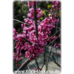 Cercis canadensis - Kanadischer Judasbaum XXL