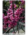 Cercis canadensis - Kanadischer Judasbaum XXL