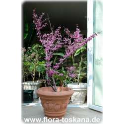 Cercis canadensis - Kanadischer Judasbaum XXL