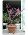 Cercis canadensis - Kanadischer Judasbaum XXL