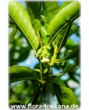 Diospyros digyna - Schwarze Sapote (Pflanze)