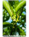 Diospyros digyna - Schwarze Sapote (Pflanze)