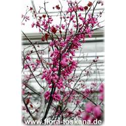 Cercis canadensis - Kanadischer Judasbaum XXL