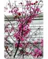 Cercis canadensis - Kanadischer Judasbaum XXL