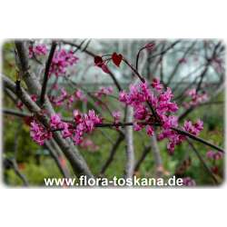 Cercis canadensis - Kanadischer Judasbaum XXL