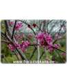 Cercis canadensis - Kanadischer Judasbaum XXL
