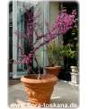 Cercis canadensis - Kanadischer Judasbaum XXL