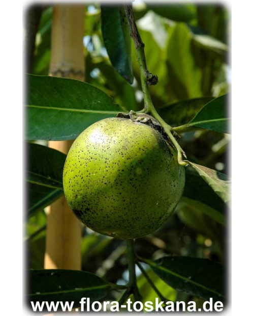 Diospyros digyna - Schwarze Sapote (Pflanze)
