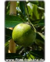 Diospyros digyna - Schwarze Sapote (Pflanze)