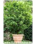 Citrus clementina 'Rubino' - Clementine (Pflanze) | Clementinenbaum