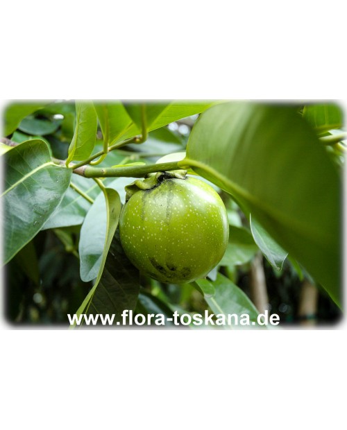 Diospyros digyna - Schwarze Sapote (Pflanze)