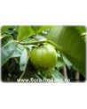 Diospyros digyna - Schwarze Sapote (Pflanze)