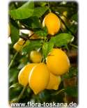 Citrus limon 'Feminello' XXL - Runde Zitrone (Pflanze) | Zitronenbäumchen | Zitronenbaum
