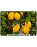 Citrus limon 'Feminello' XXL - Runde Zitrone (Pflanze) | Zitronenbäumchen | Zitronenbaum