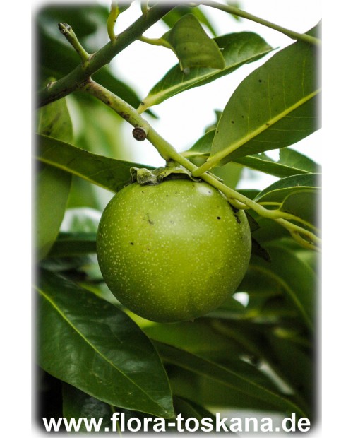 Diospyros digyna - Schwarze Sapote (Pflanze)