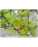 Acer palmatum  'Dissectum'