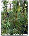 Cephalotaxus harringtonia