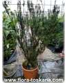 Cephalotaxus harringtonia
