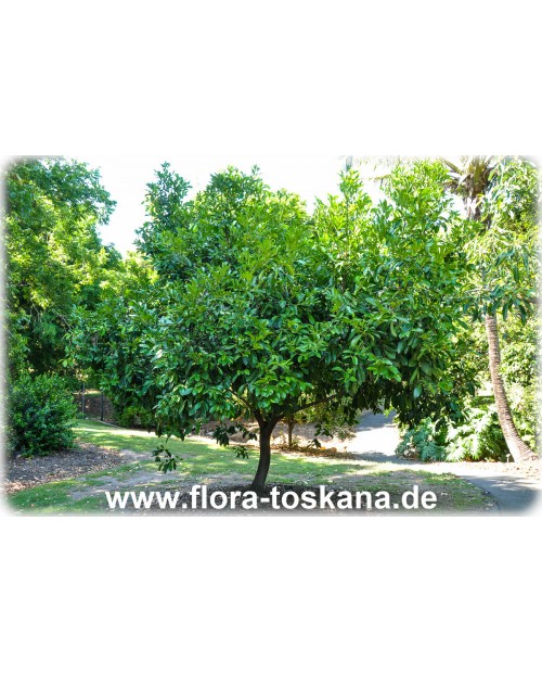 Diospyros digyna - Schwarze Sapote (Pflanze)