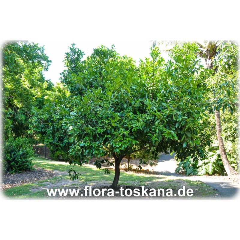 About 46" tall Black Sapote Chocolate Pudding Tropical Plant Diospyros Digyna 
