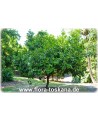 Diospyros digyna - Schwarze Sapote (Pflanze)
