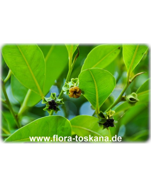 Diospyros digyna - Schwarze Sapote (Pflanze)