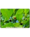 Diospyros digyna - Schwarze Sapote (Pflanze)