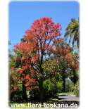 Brachychiton acerifolius XXL - Australischer Flammenbaum | Flaschenbaum