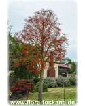 Brachychiton acerifolius XXL - Australischer Flammenbaum | Flaschenbaum
