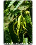 Cananga odorata XXL - Ylang-Ylang (Pflanze)