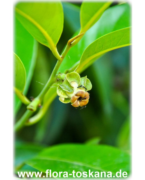 Diospyros digyna - Schwarze Sapote (Pflanze)