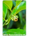 Diospyros digyna - Schwarze Sapote (Pflanze)