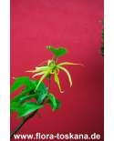 Cananga odorata XXL - Ylang-Ylang (Pflanze)