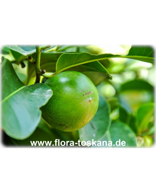 Diospyros digyna - Schwarze Sapote (Pflanze)