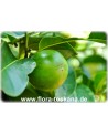 Diospyros digyna - Schwarze Sapote (Pflanze)